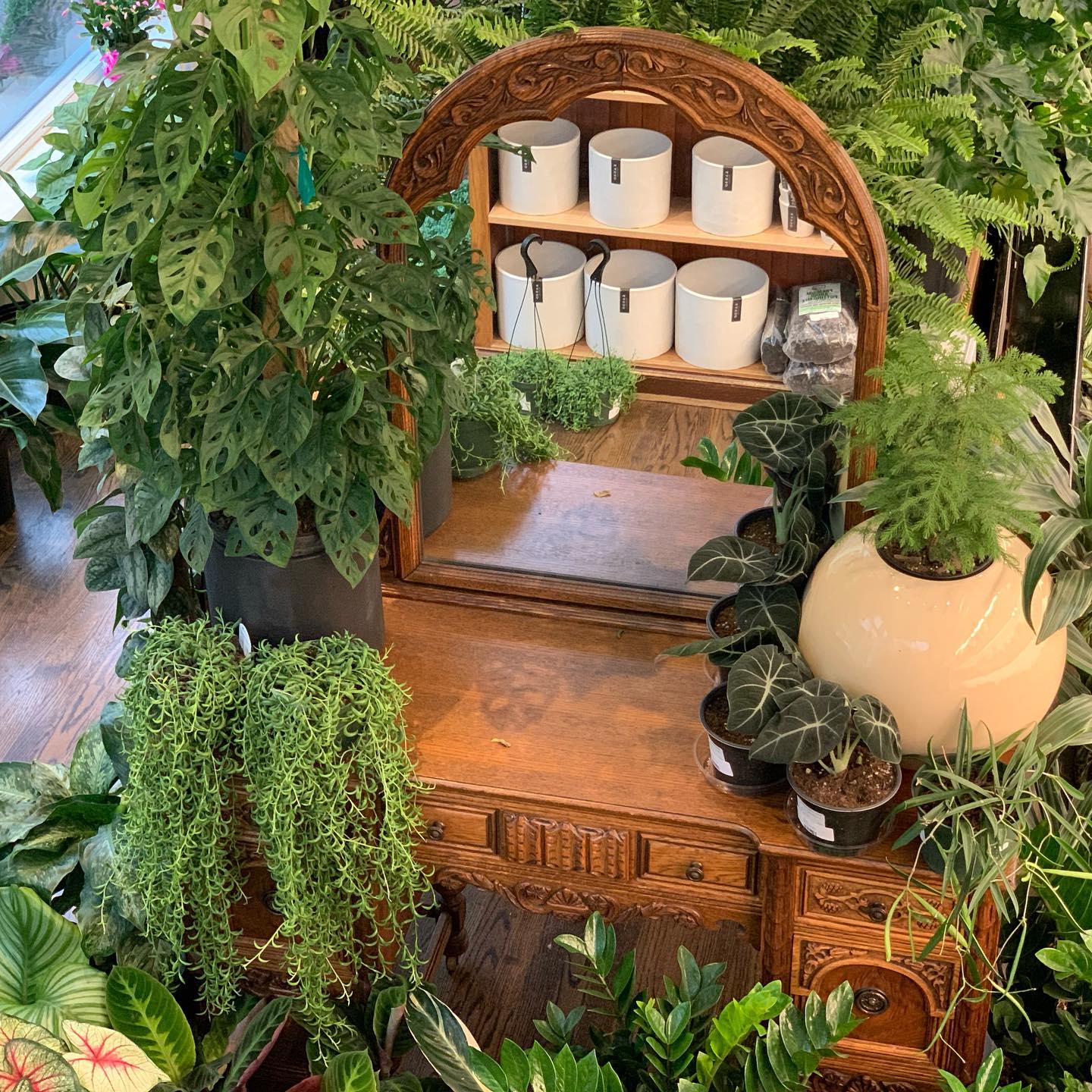 Dense plant arrangement on a wide shelf