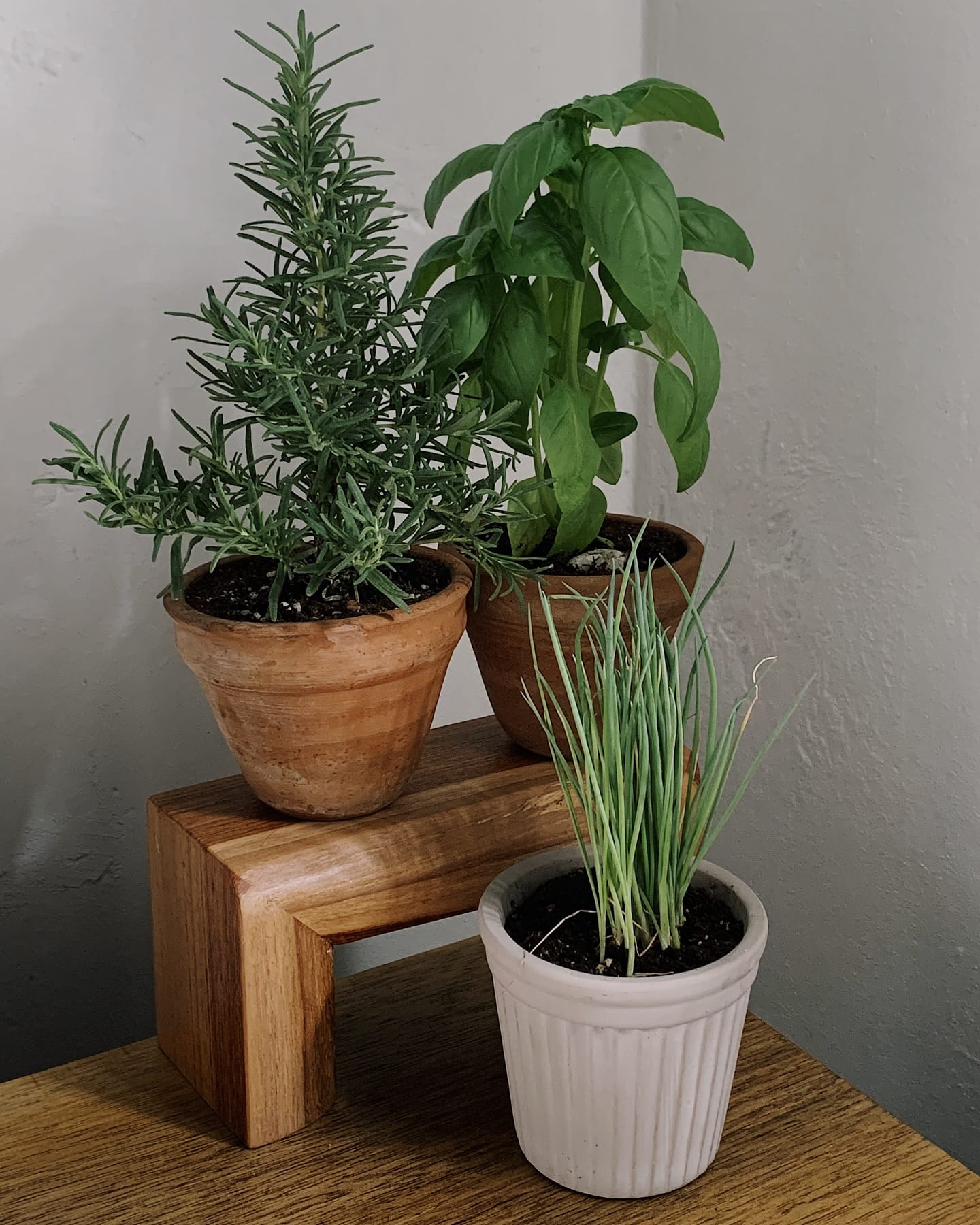 concrete herb planters in kitchen