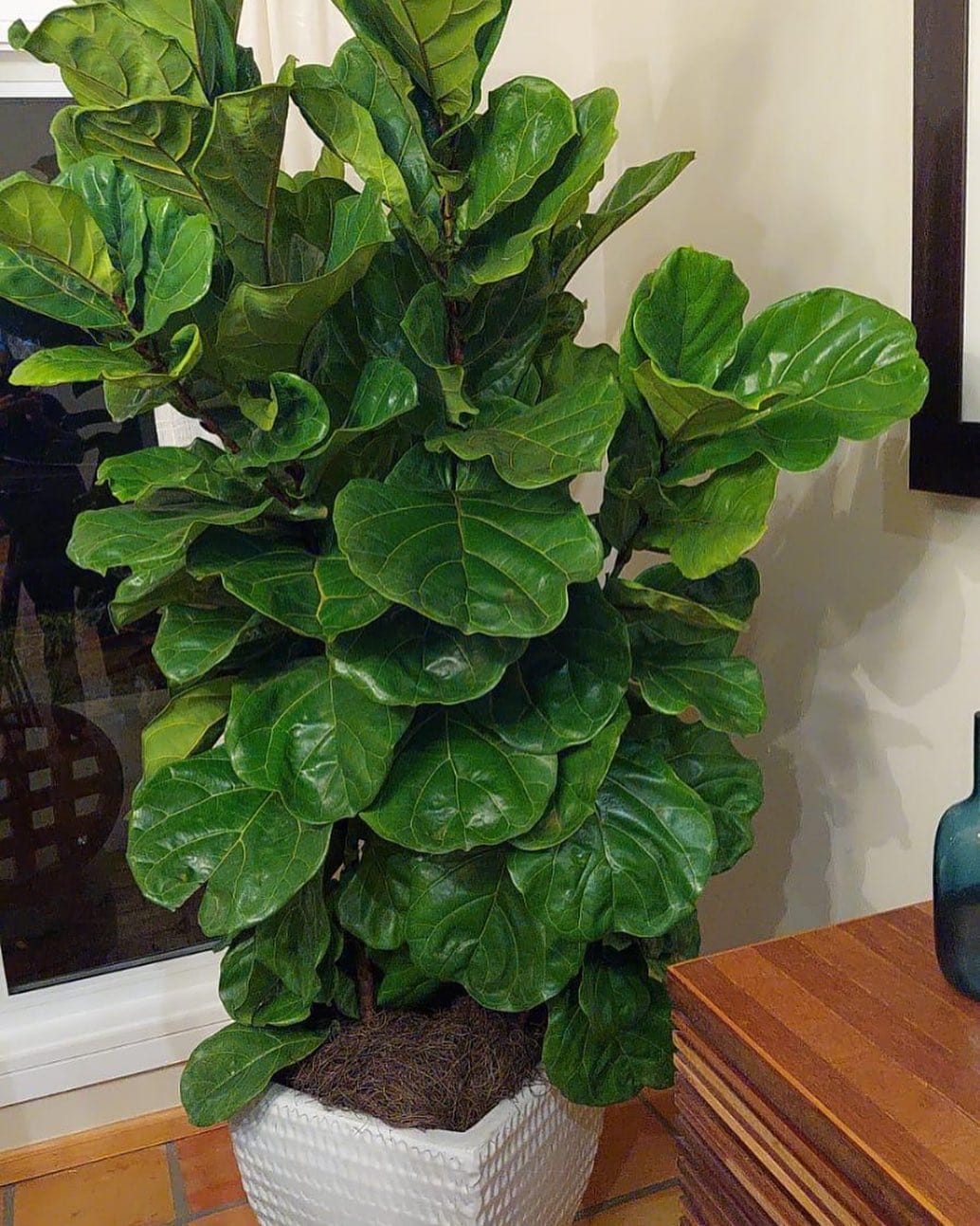 Large fiddle leaf fig in bright room corner