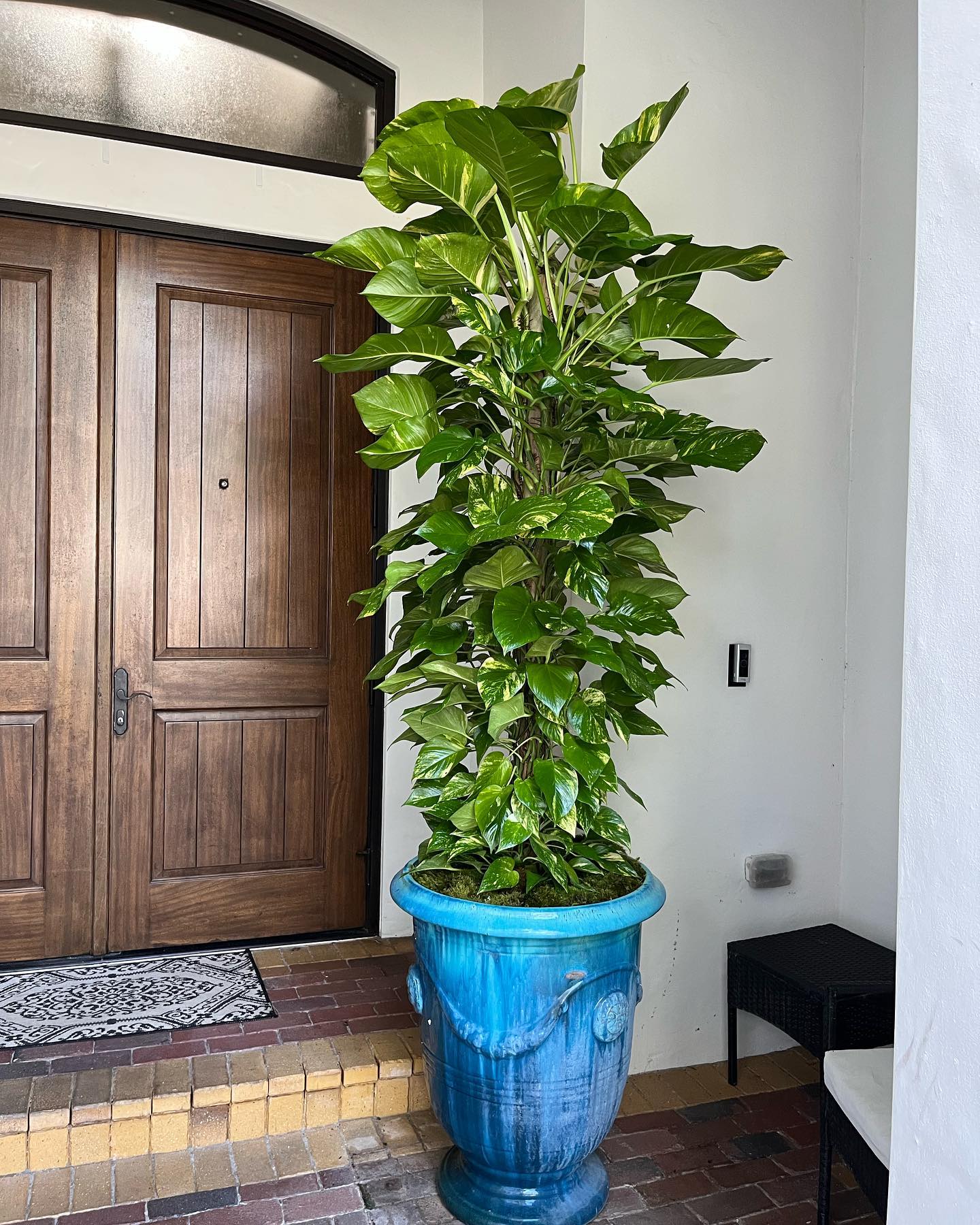 pothos vine cascading from shelf