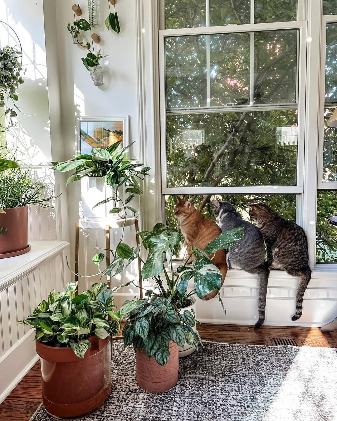 Sunlit windowsill with a variety of potted herbs