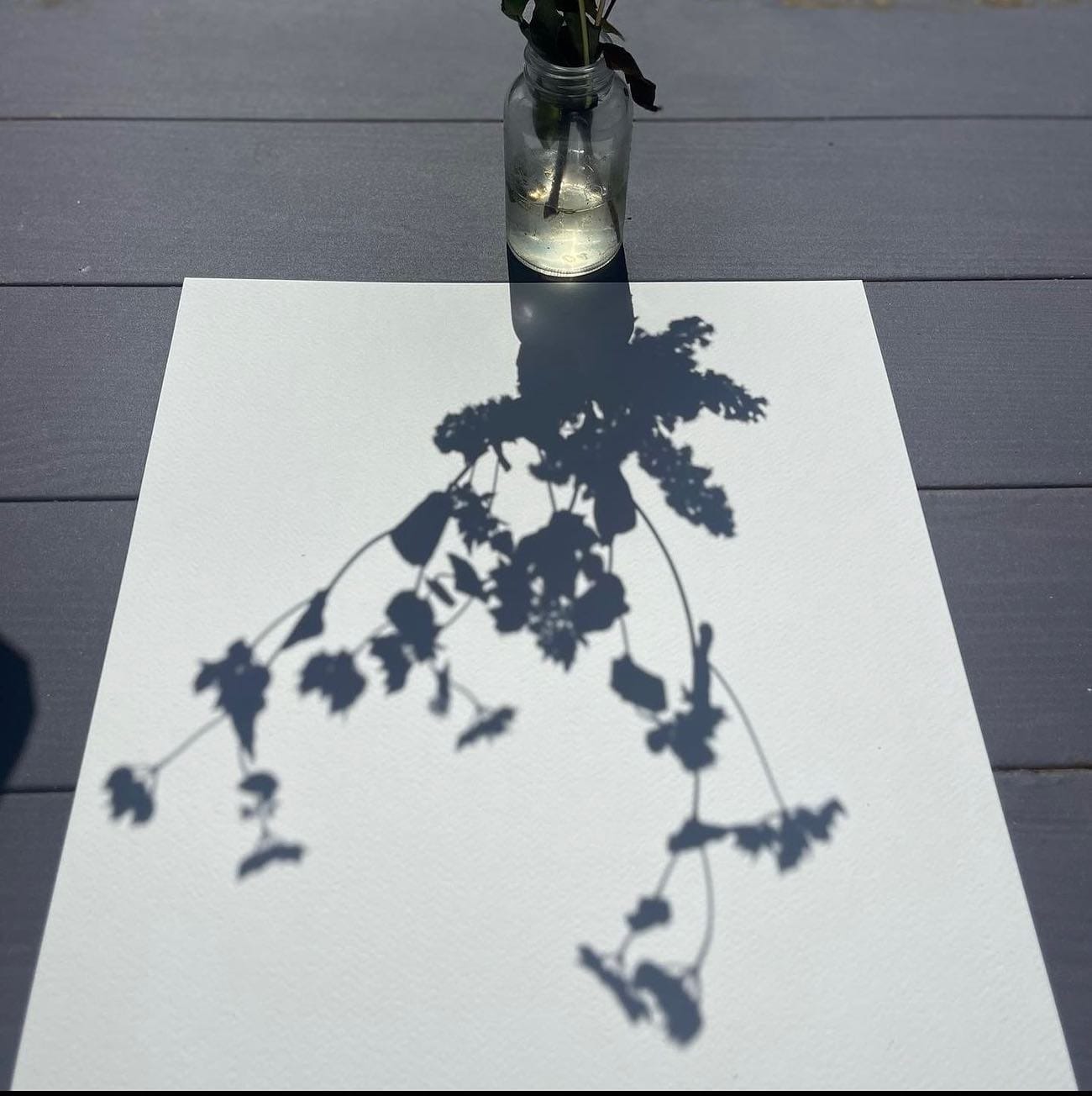 pothos vine climbing wall