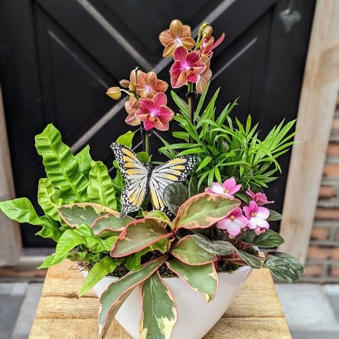 african violets on windowsill