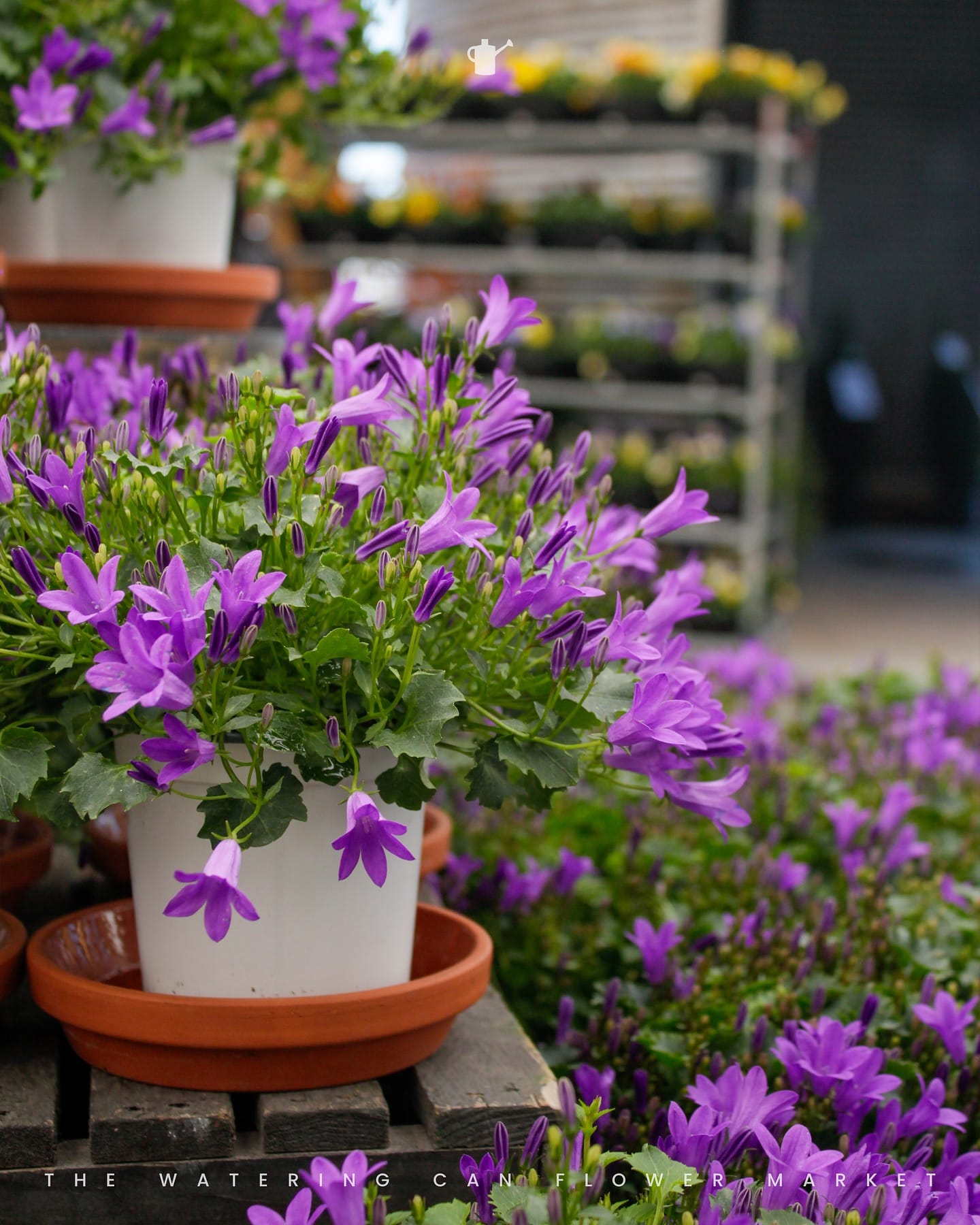 Lavender planted in an aged watering can