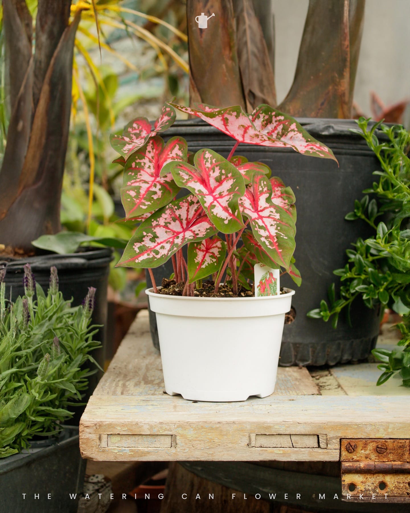 Antique watering cans with plants