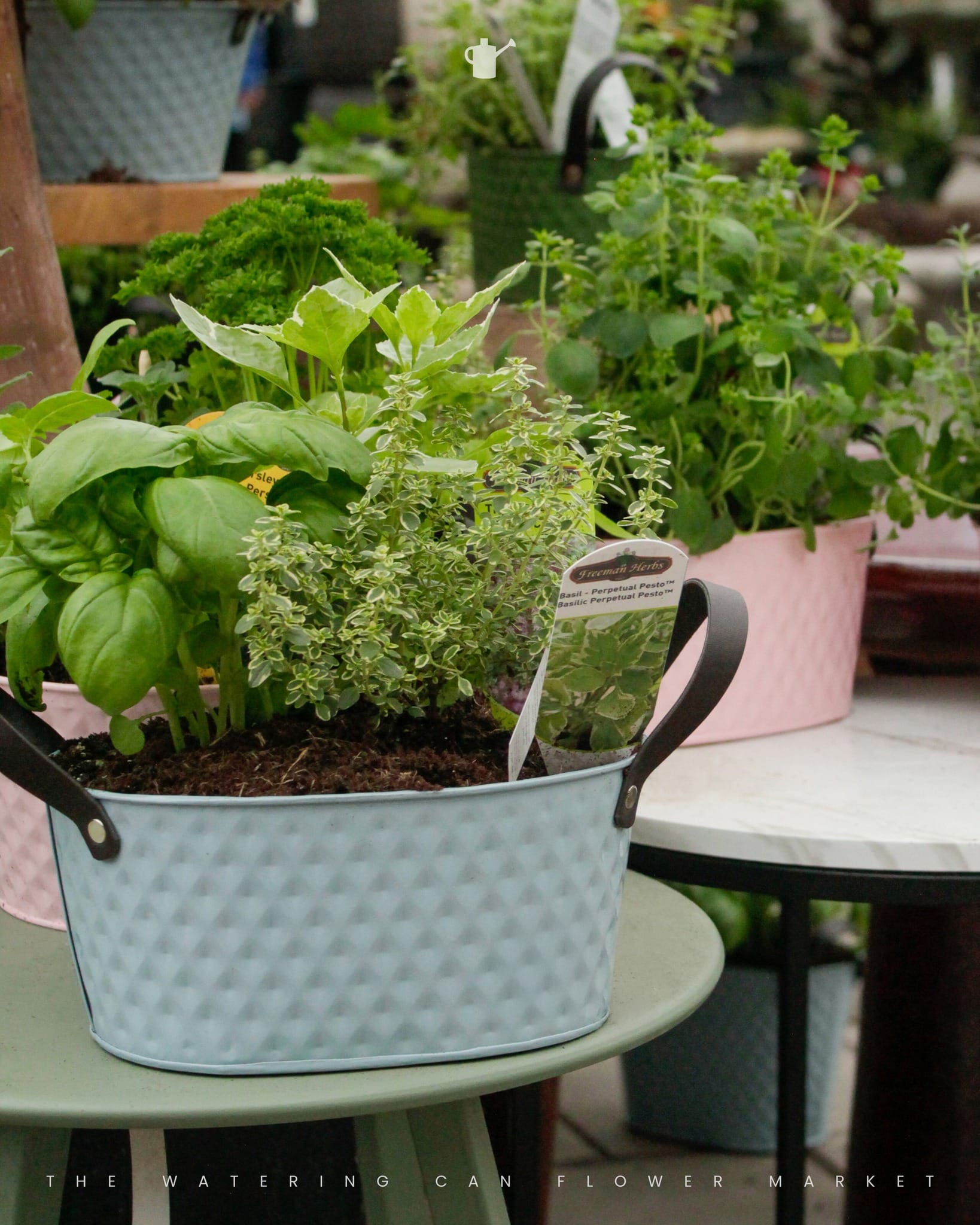 Rustic metal watering can filled with herbs