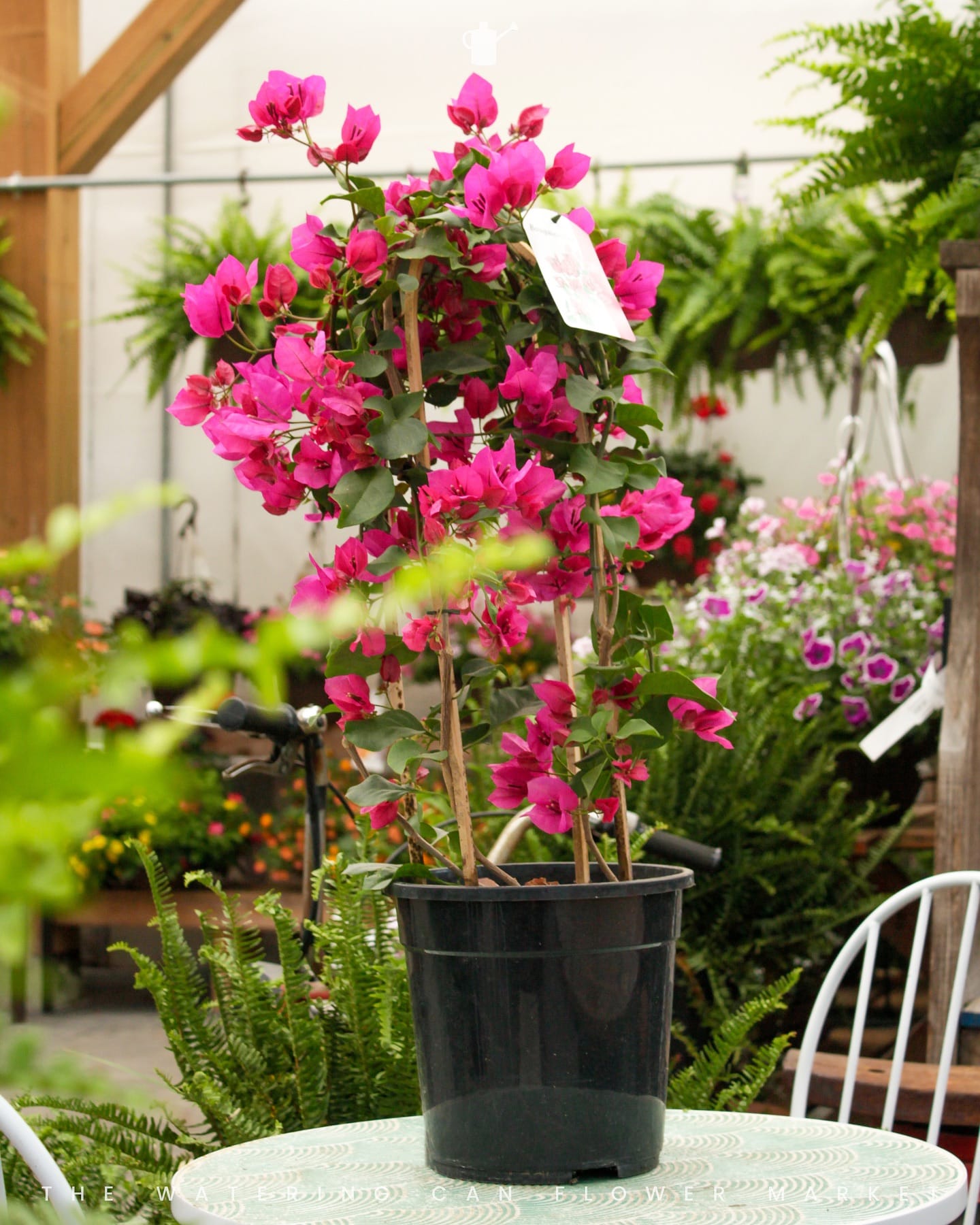 Simple green plant in a vintage can