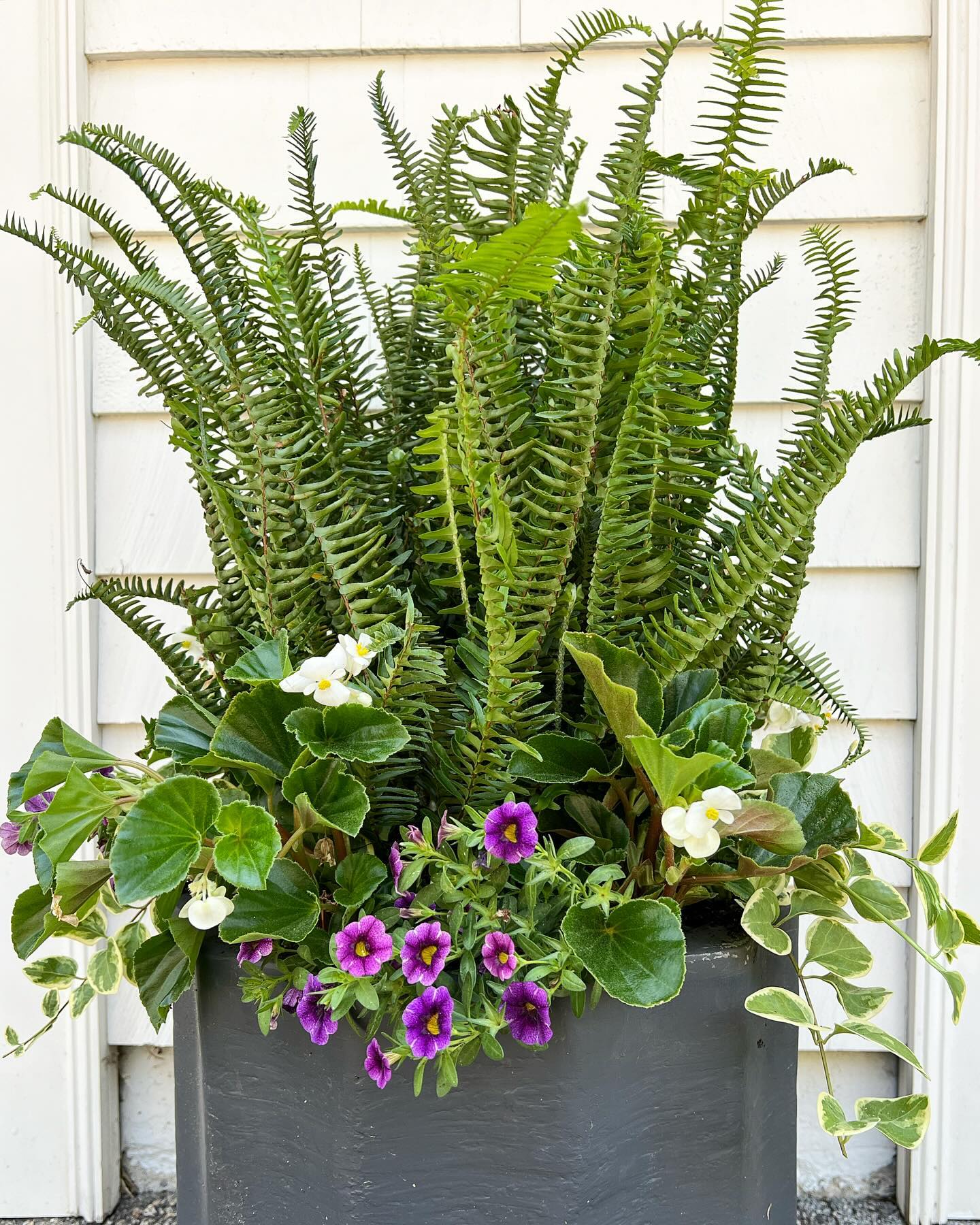 lush fern arrangement