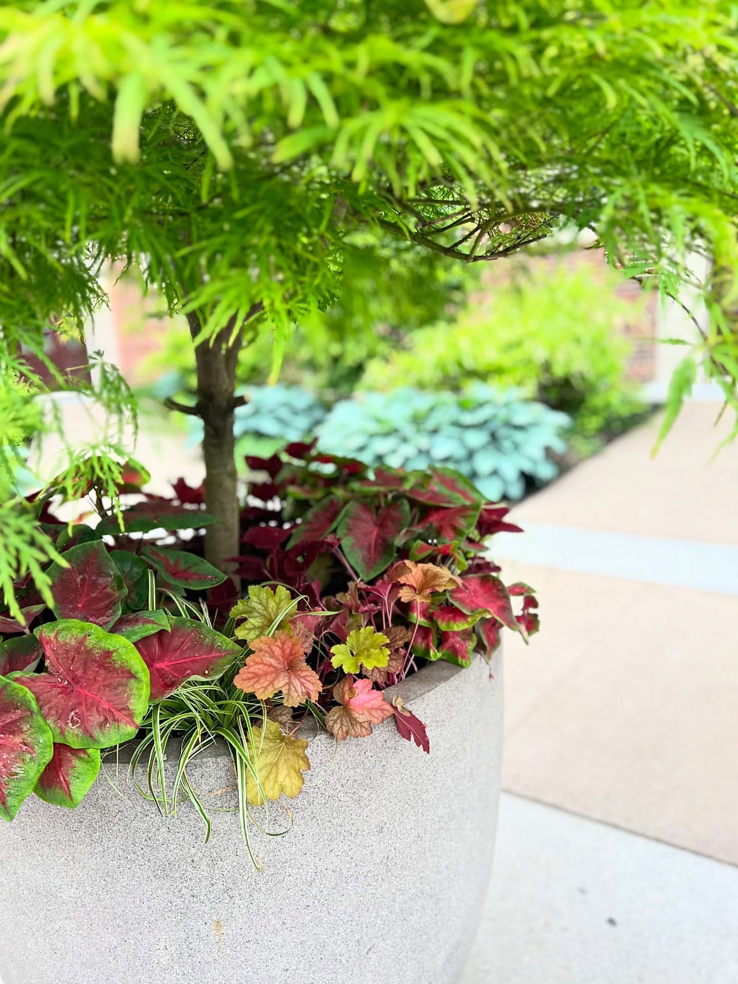 plants with different leaf textures