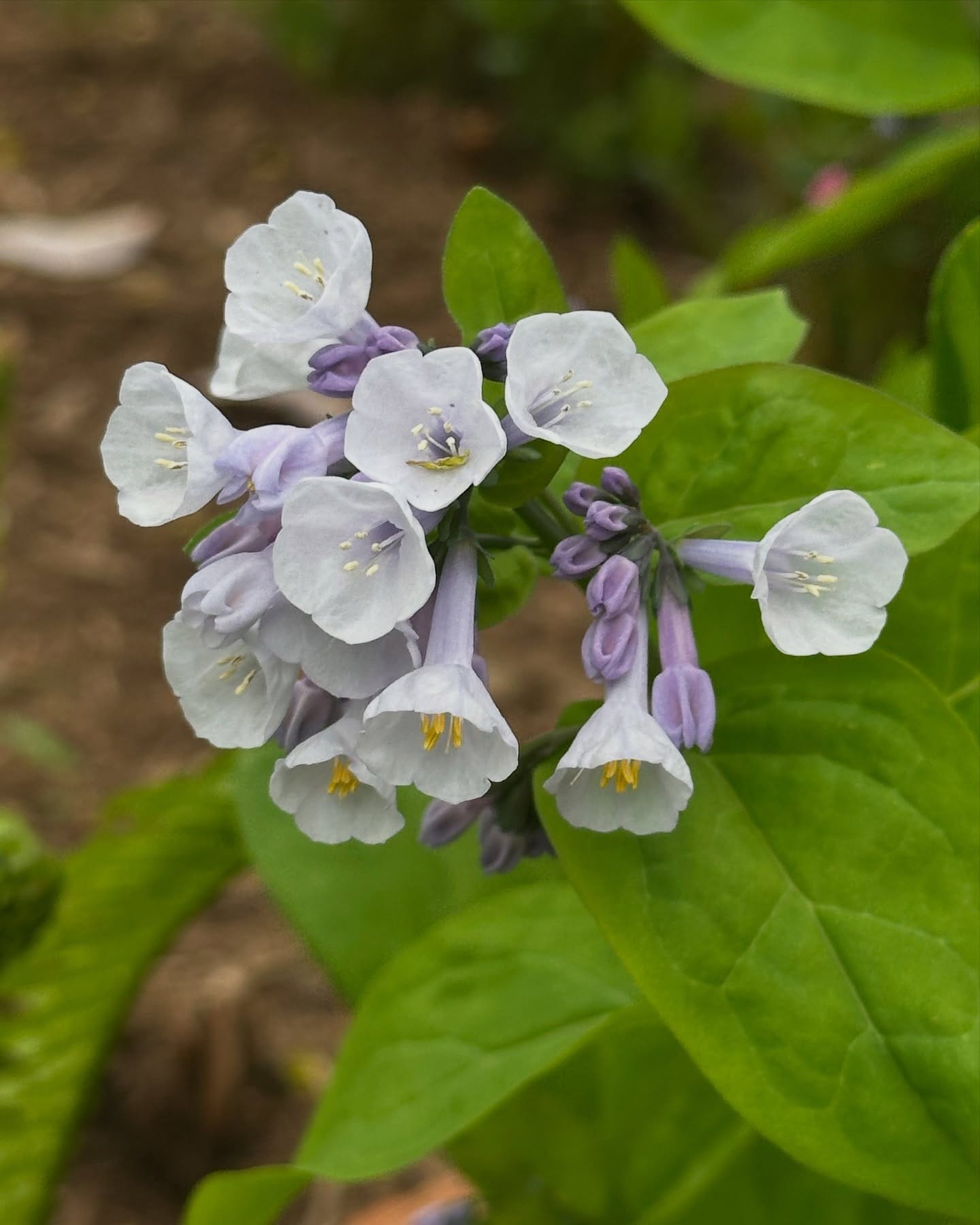 Virginia bluebells with solomon's seal