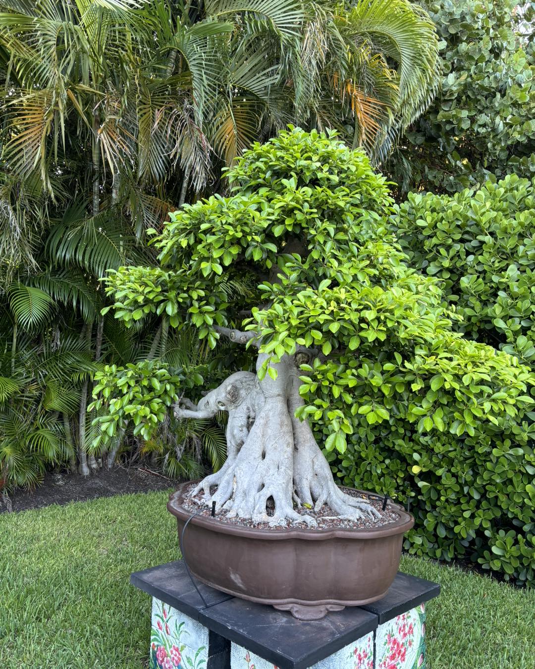 Bamboo-patterned rug with a bonsai tree on low table