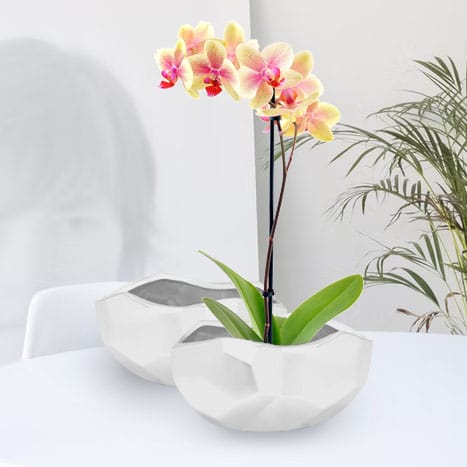 wooden rhombus picture frames