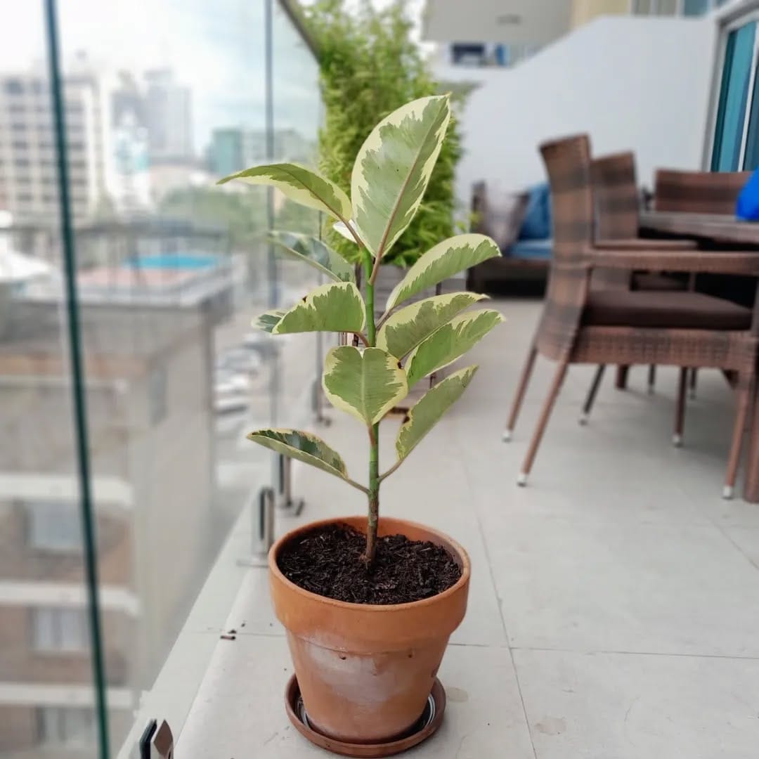 Graceful white trellis with climbing plants