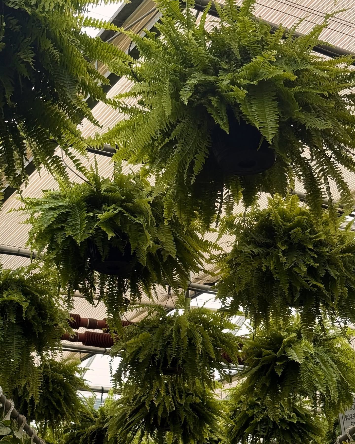 Hanging basket with lush ferns