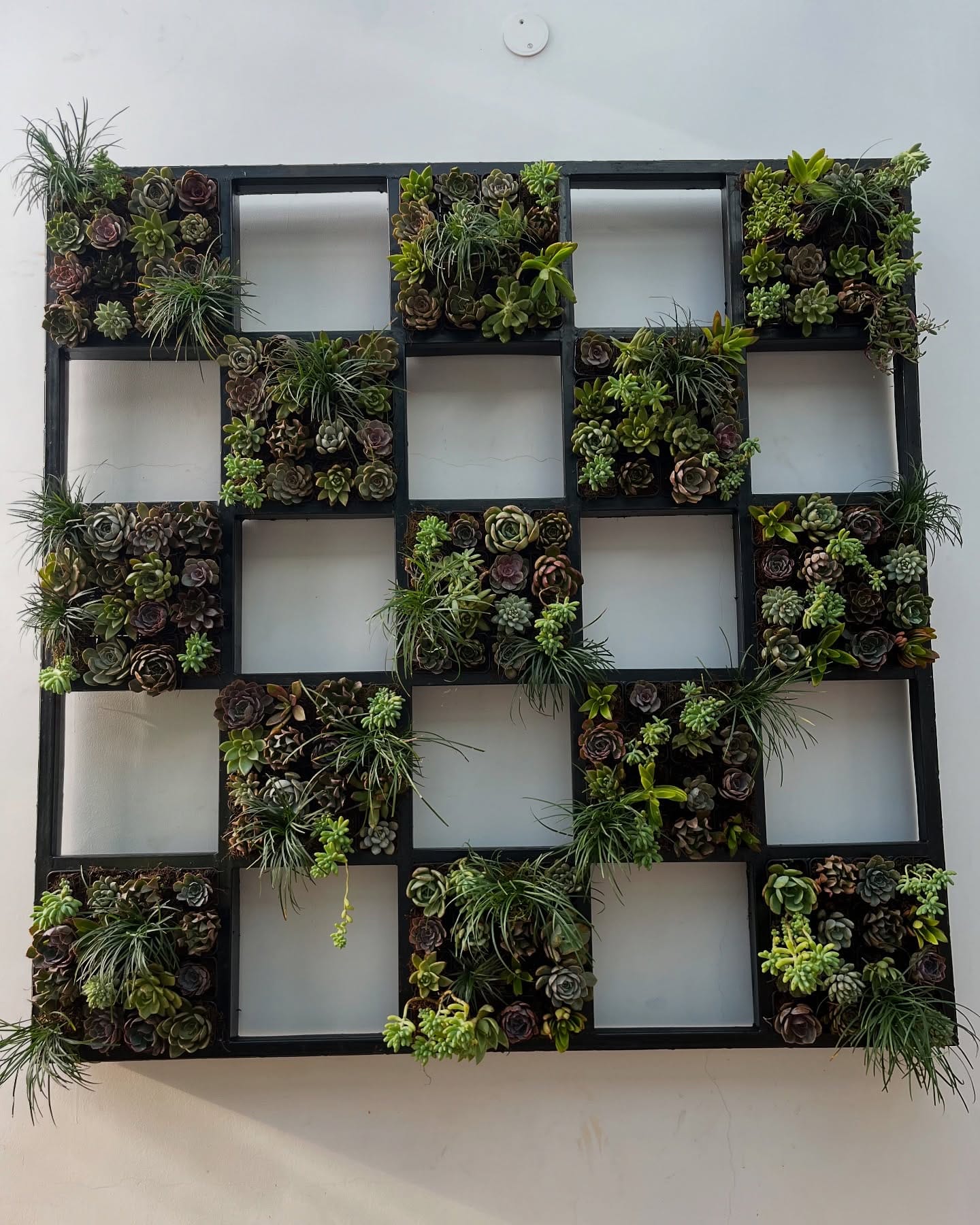 succulent-filled frame on wall