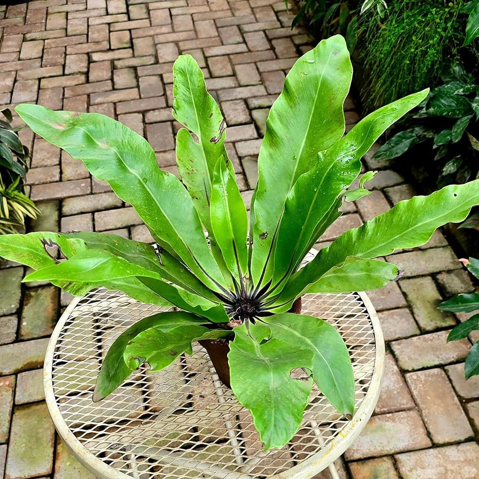 bird's nest fern in a hanging planter