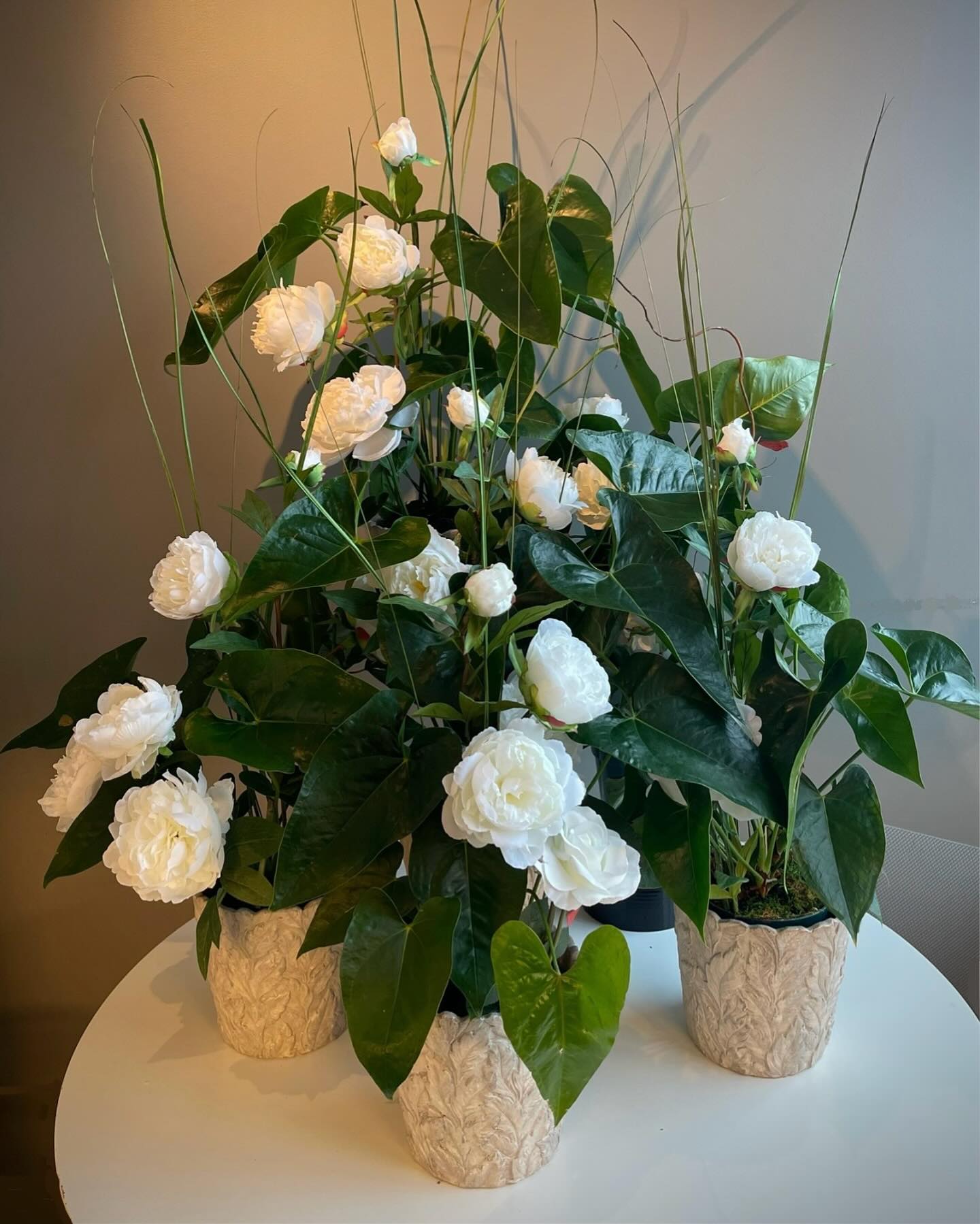 vine shadows on rustic wooden wall