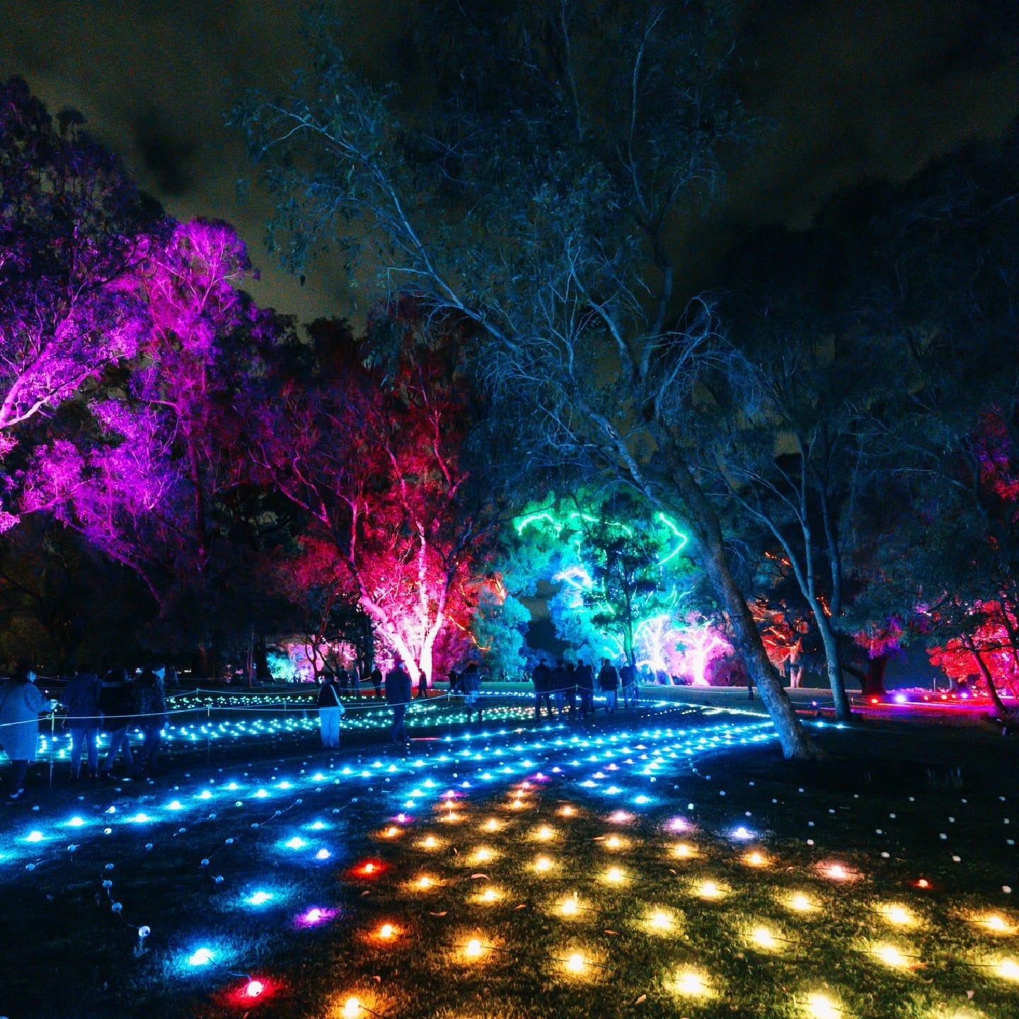 reflective foil behind plants
