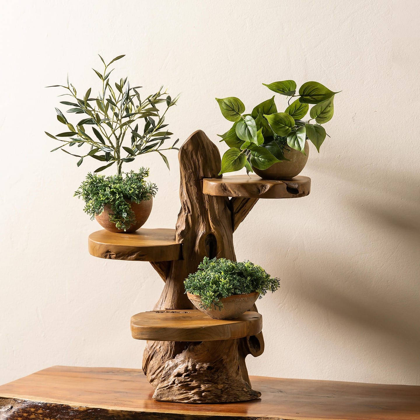 Driftwood plant stands with succulents