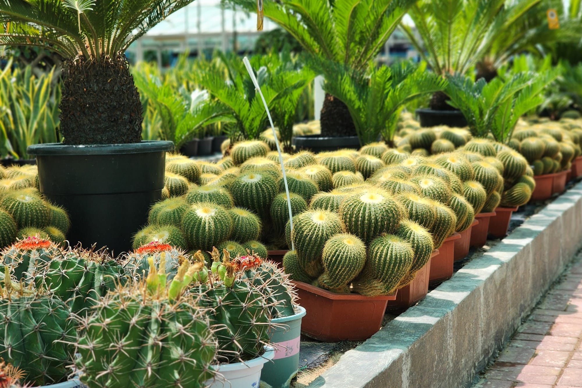 tall cactus in corner of room