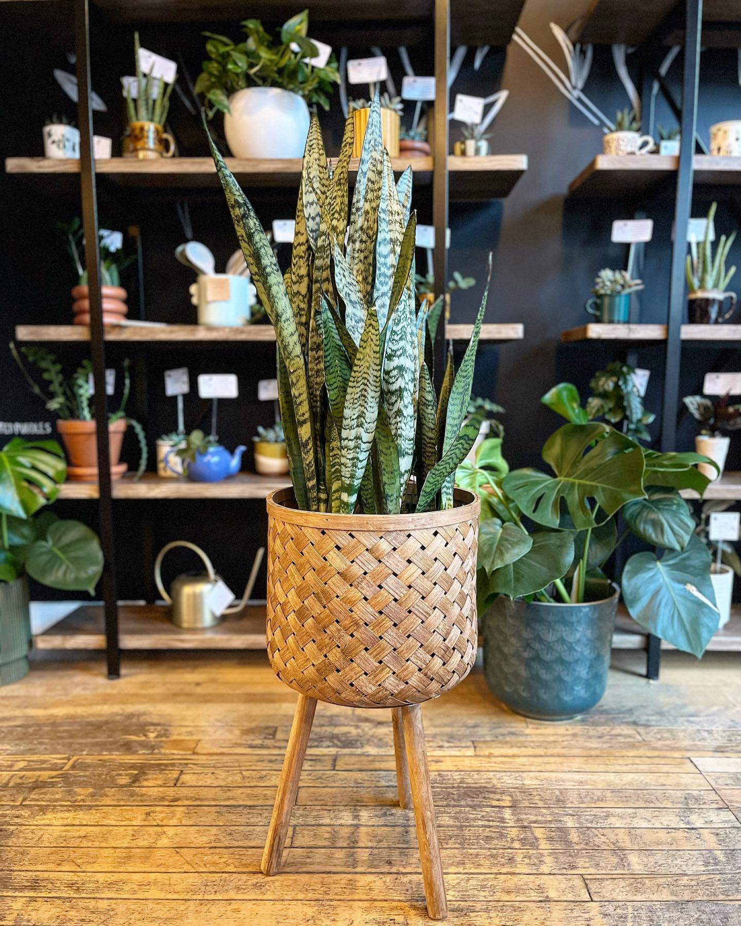 snake plant in reading nook corner
