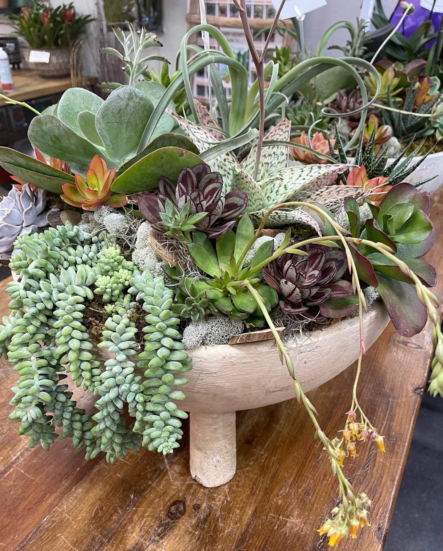 Scandinavian zen succulent tray