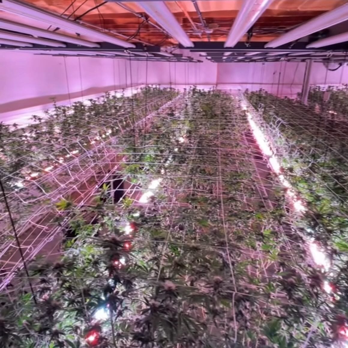 LED grow lights over indoor plants