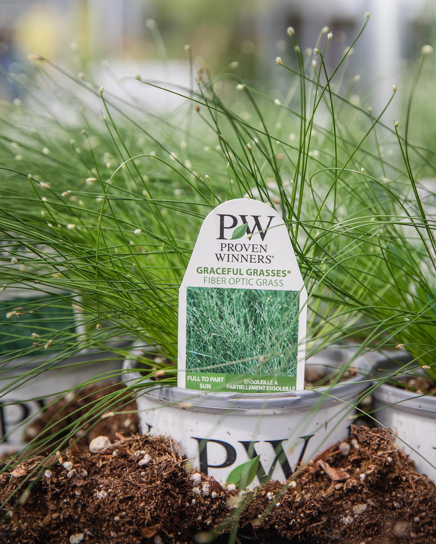 herb garden with fiber optic lights