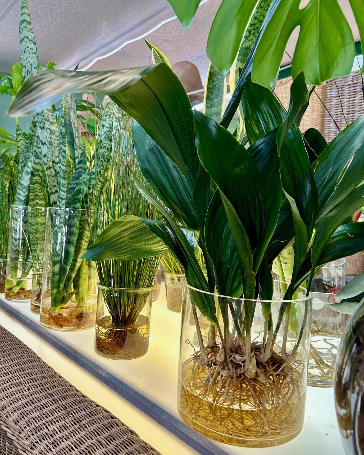 frosted glass planter with orchid