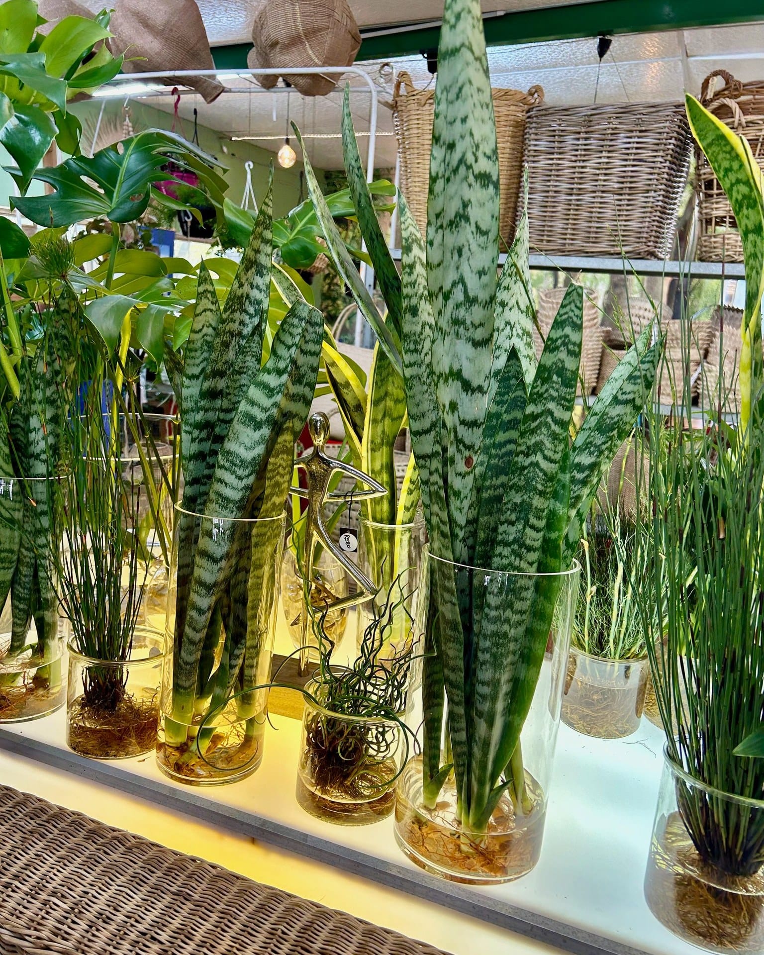 Assorted vintage glass bottles with trailing vines
