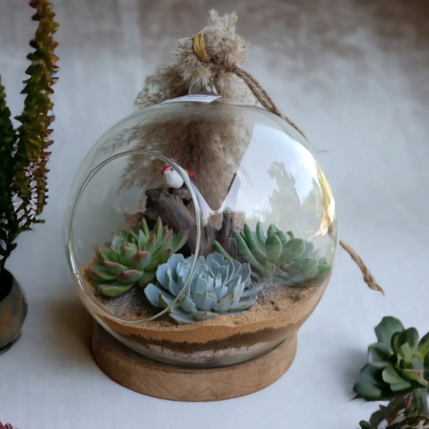 Hanging terrariums with air plants