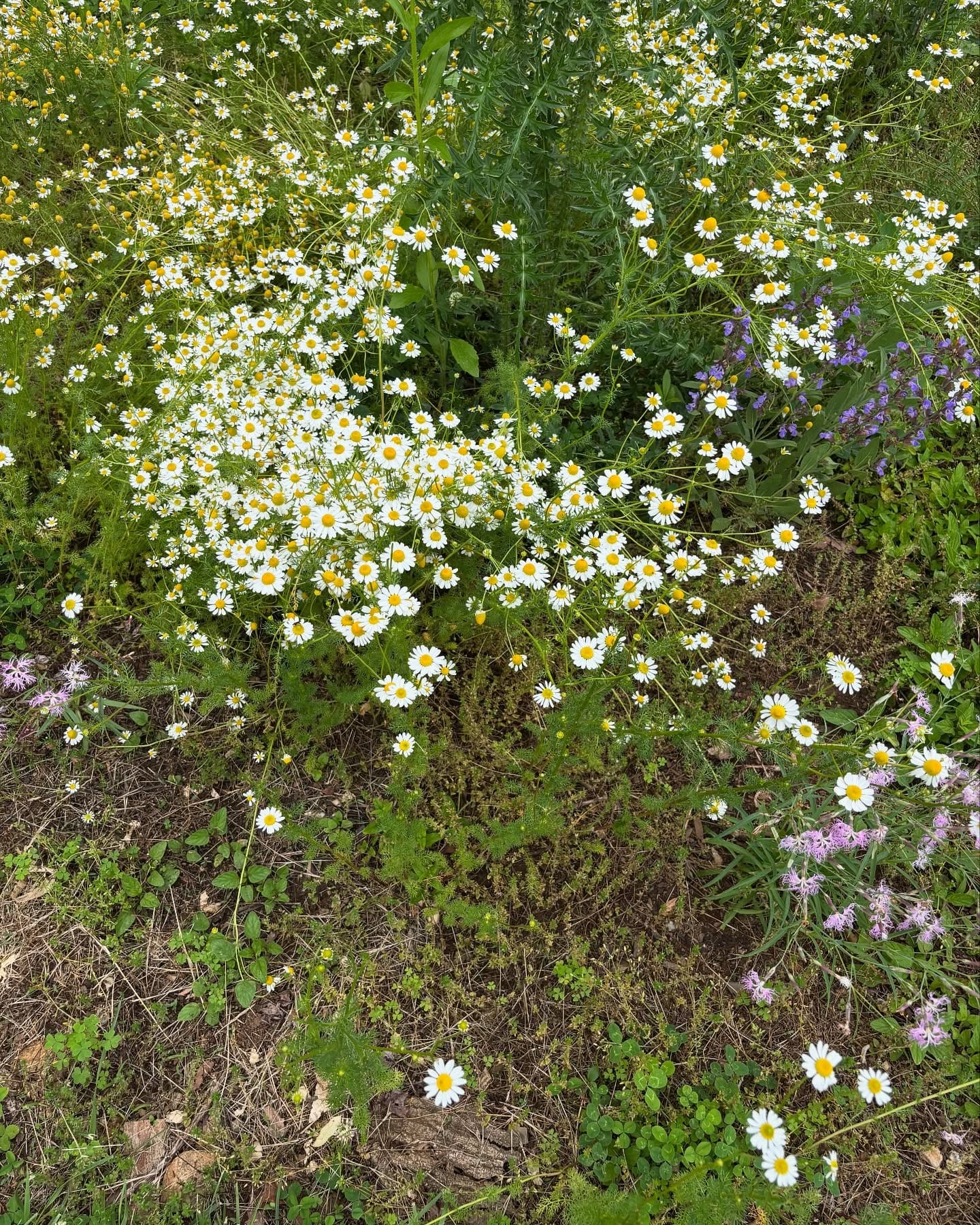 chamomile flowers in a garden bed