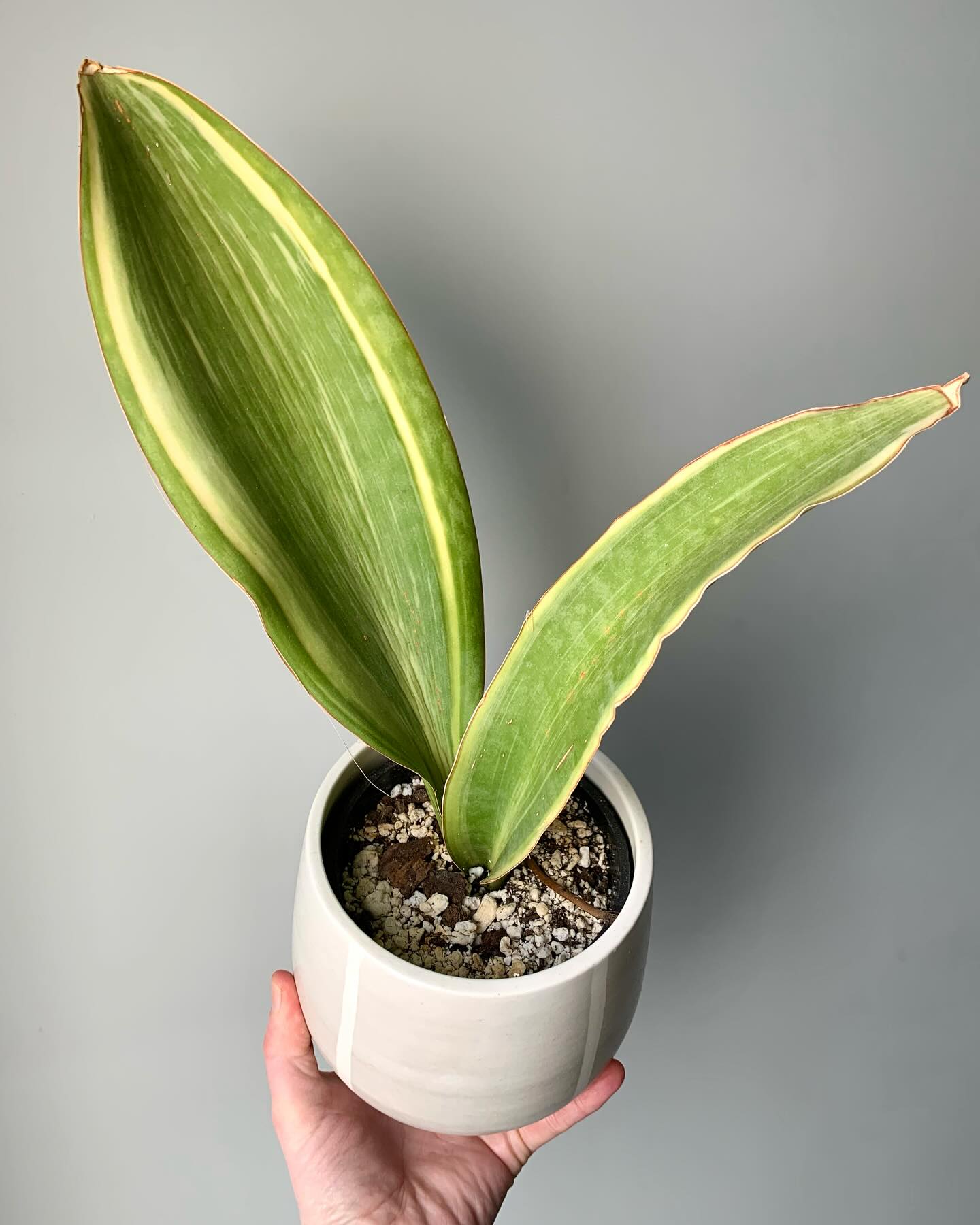 liquid fertilizer bottle