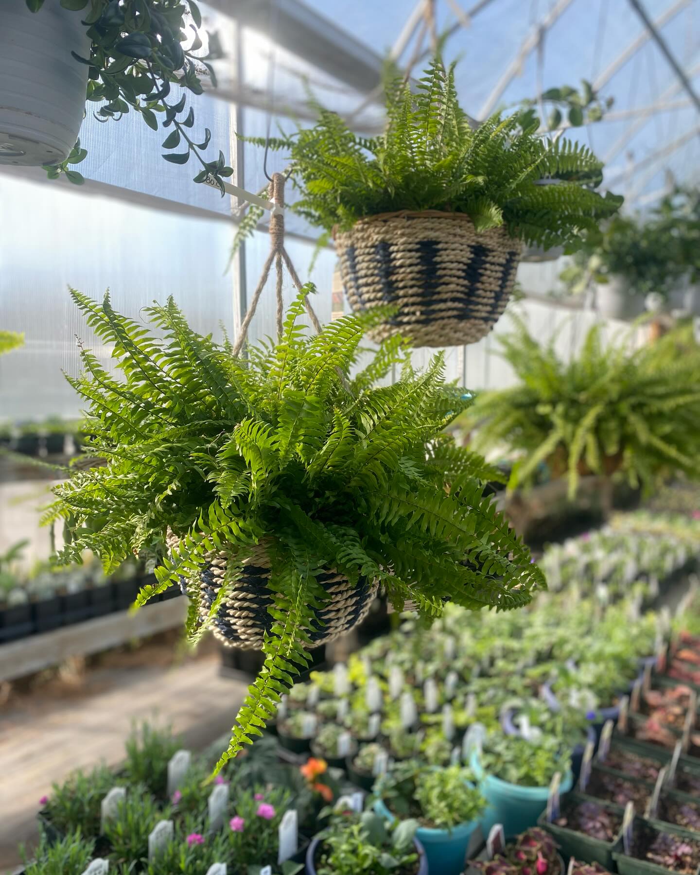 Lush staghorn fern on wooden plaque