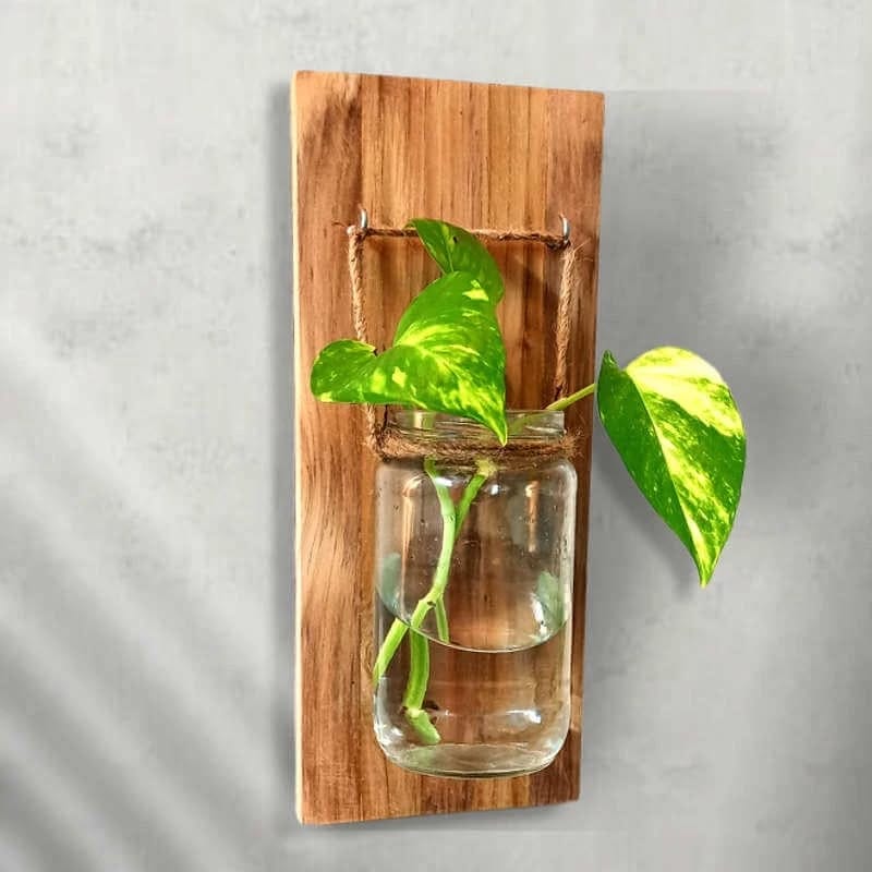 Mason jars with lush plants on hooks