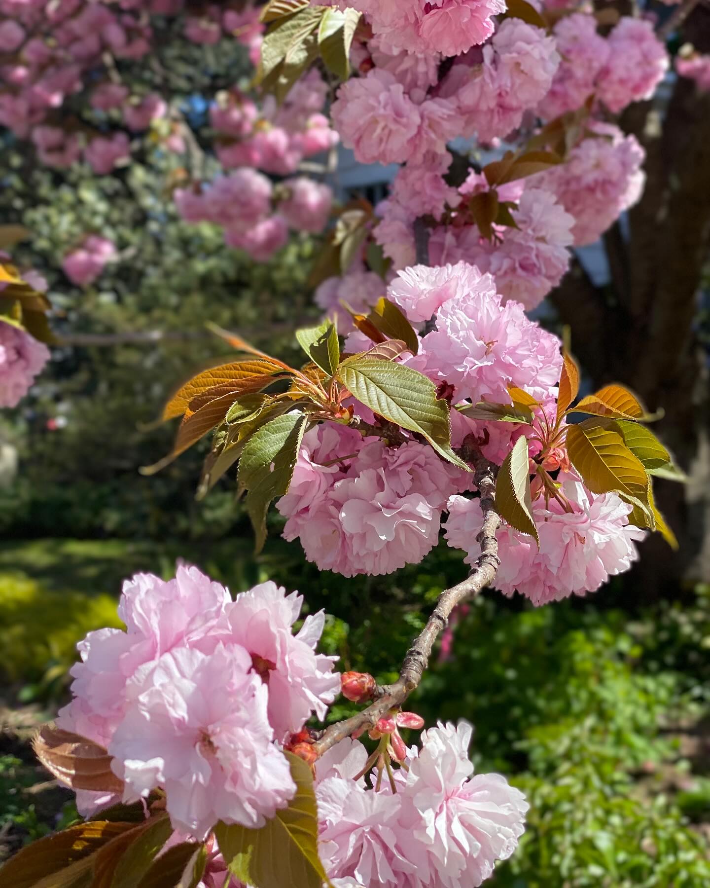 Begonia and ZZ plant