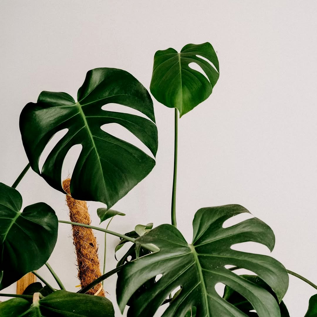 thermometer next to monstera