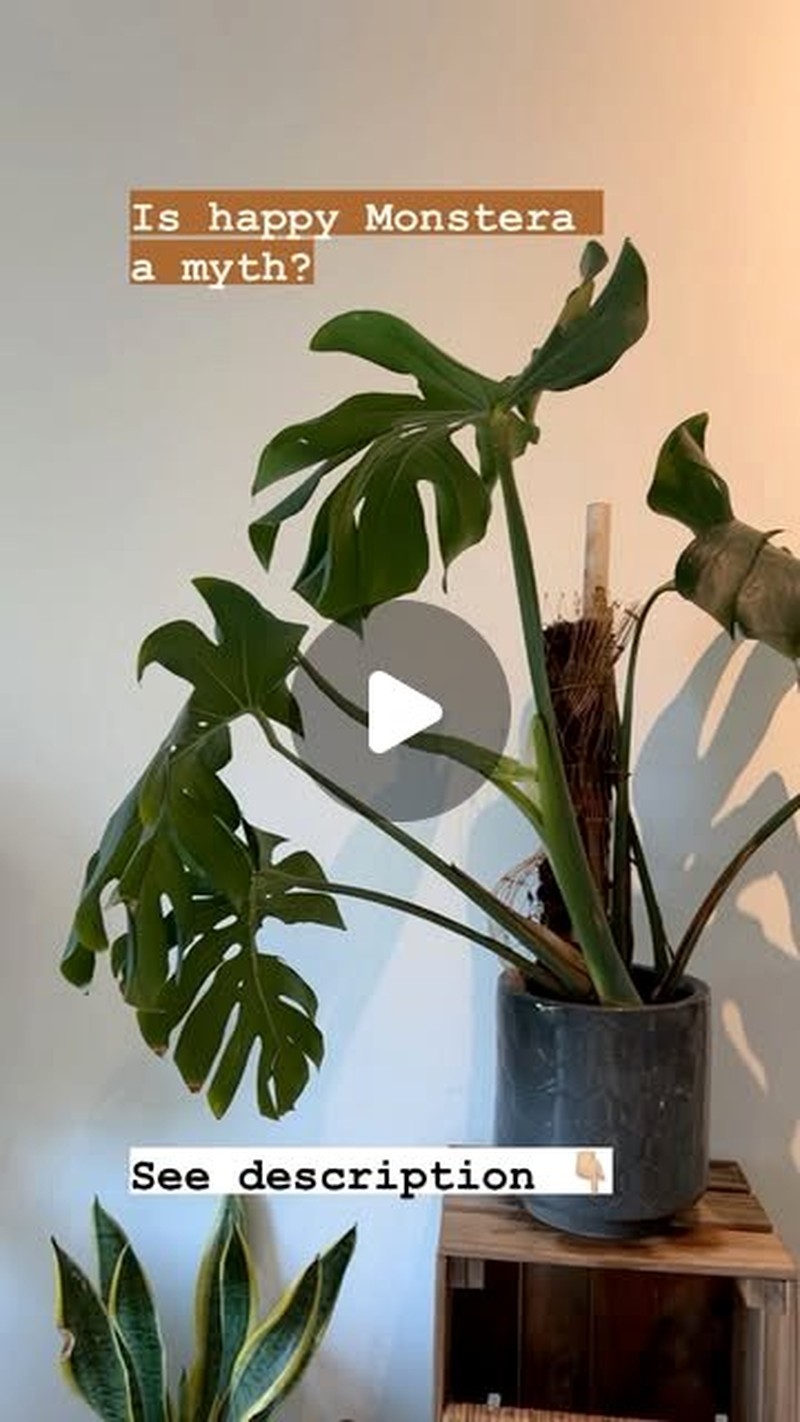 humidifier next to monstera