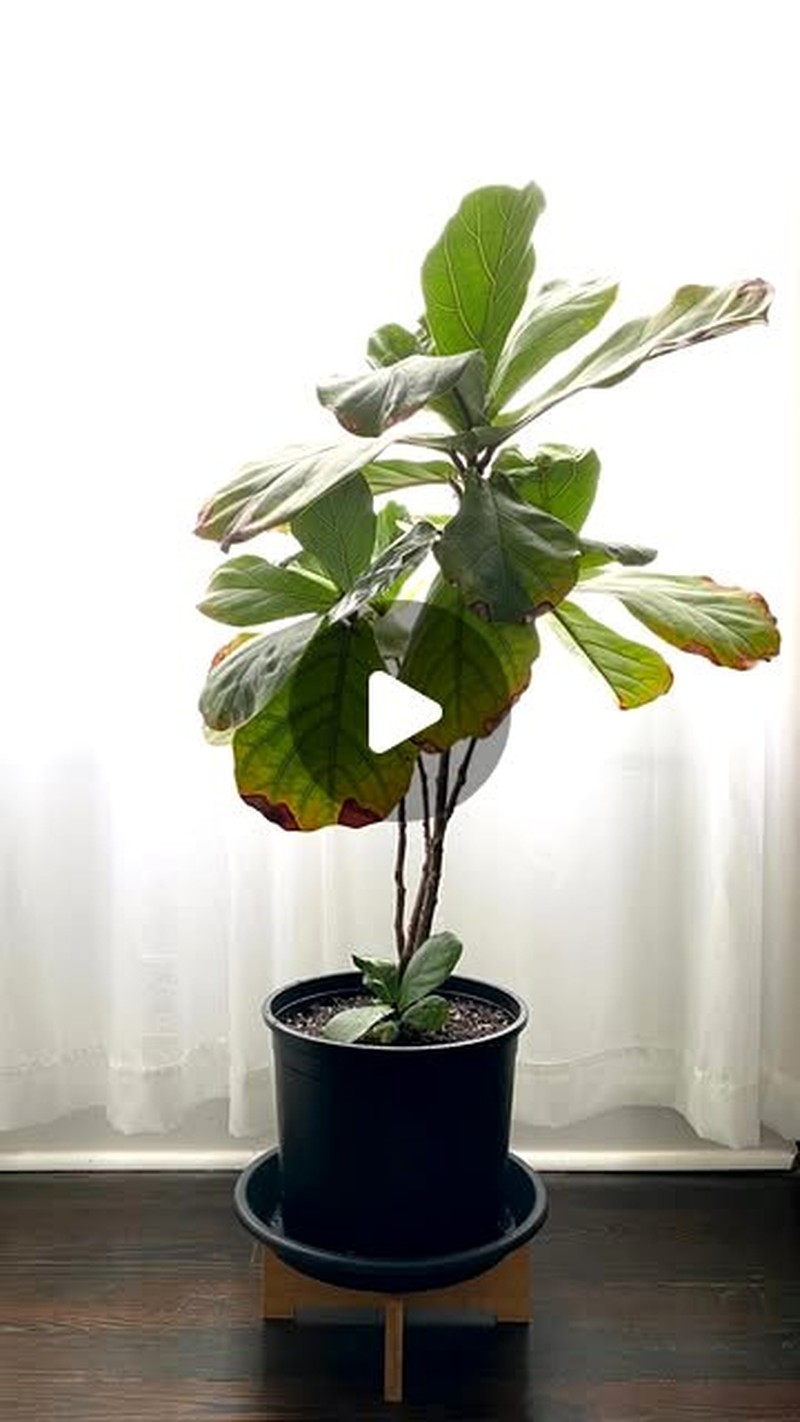 hands repotting Fiddle Leaf Fig