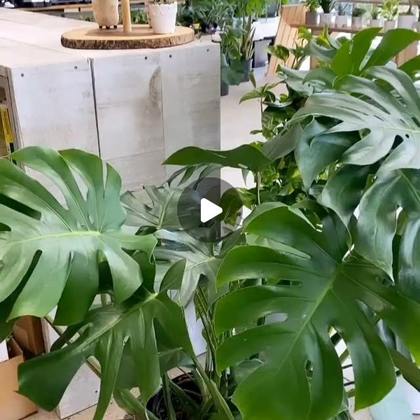 close-up of monstera split leaf