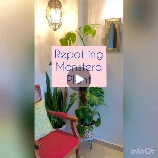 monstera being repotted in larger pot