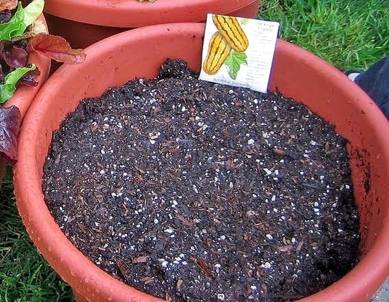 potting soil with perlite