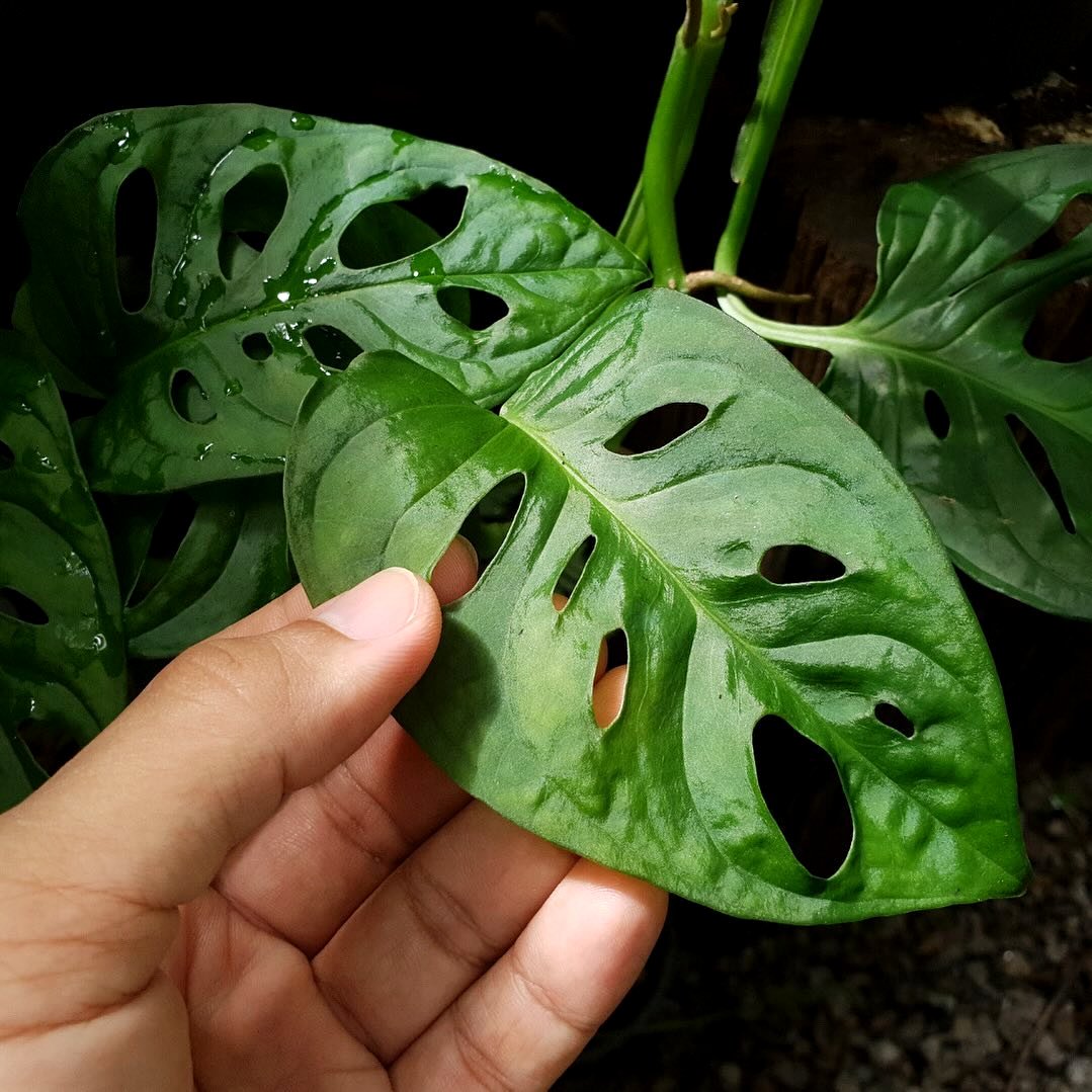 fan near monstera plant