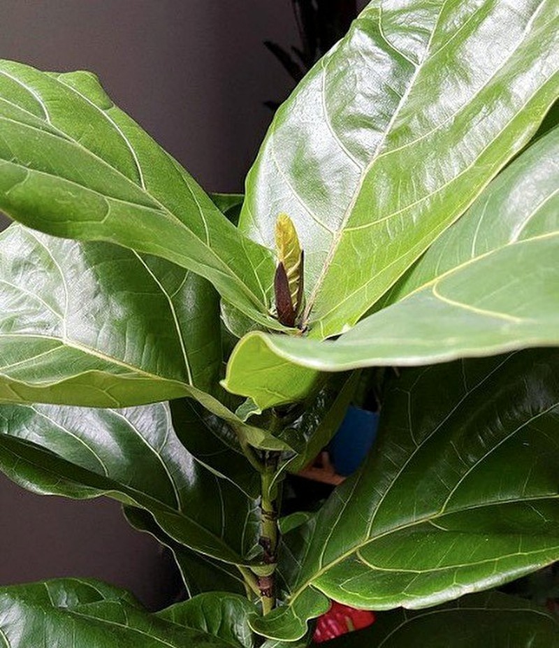 new buds on Fiddle Leaf Fig
