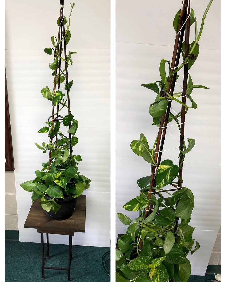 pothos plant climbing trellis