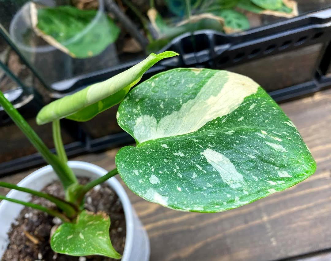 new leaf unfurling on monstera