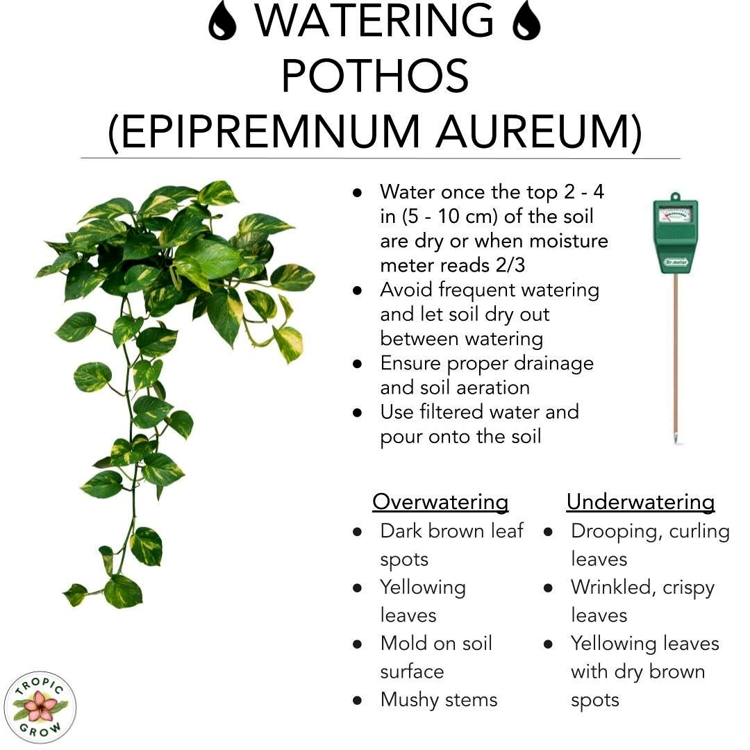 watering can beside pothos plant