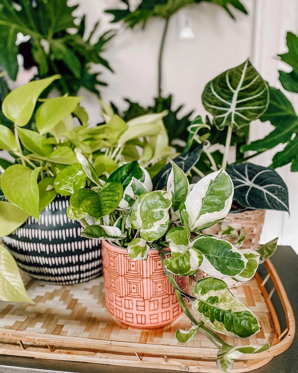 pothos plant near humidifier
