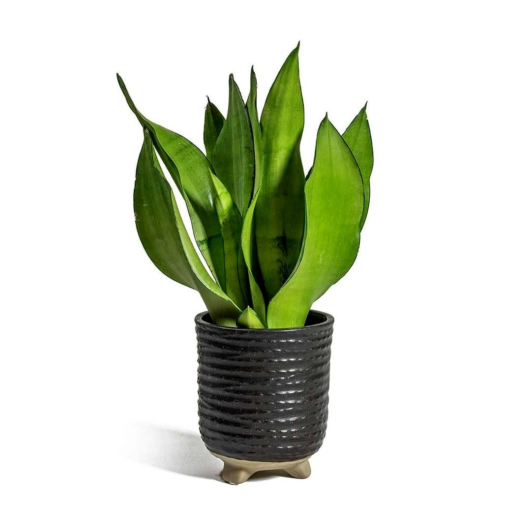 snake plant next to air purifier