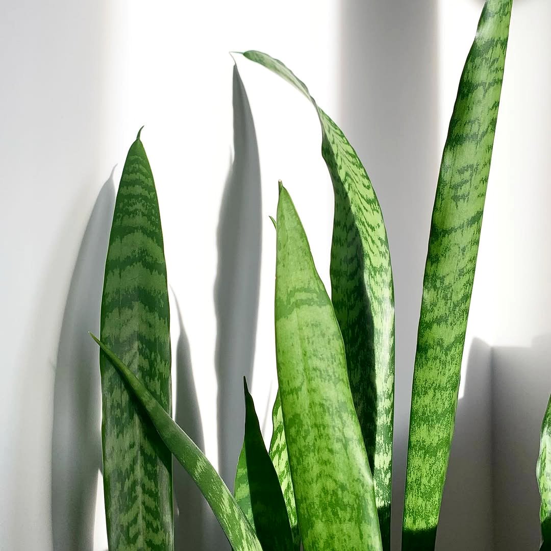 snake plant in winter light